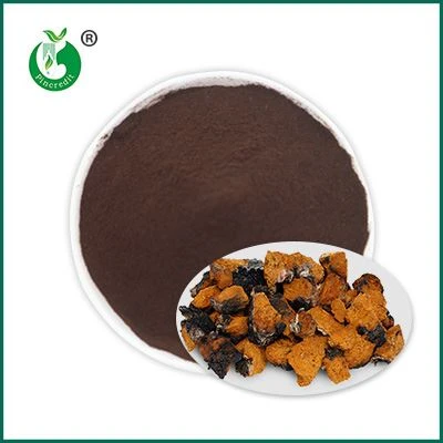 Chaga-uuttejauhe