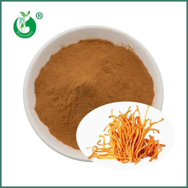 Orgaaninen Cordyceps Mushroom Militaris -uute